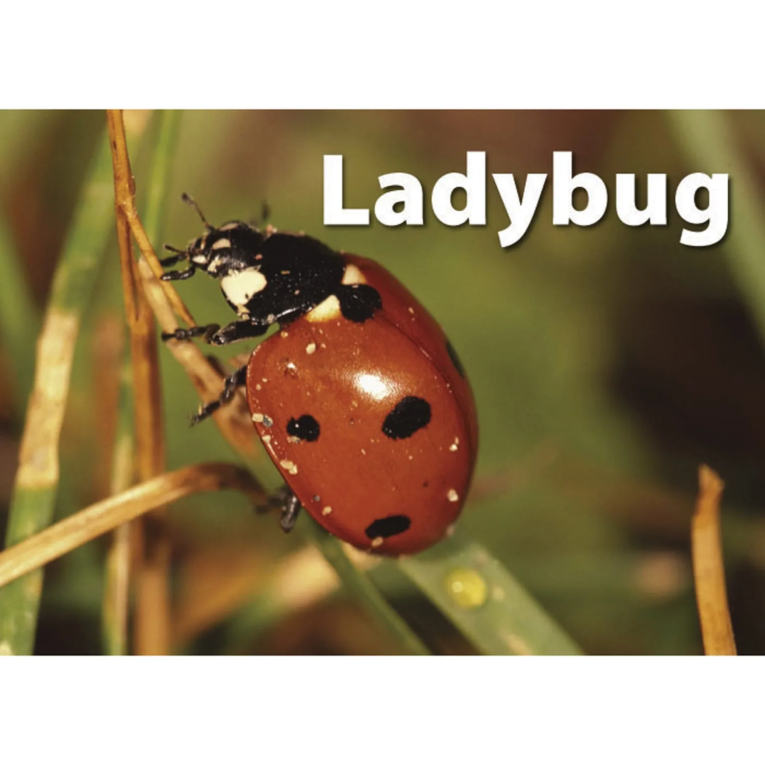 Stages Learning Materials - Memory Matching Game - Insects & Bugs - 3 Pack